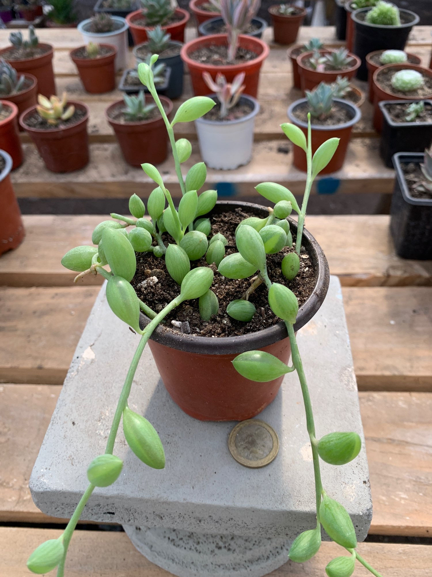Senecio Herrianus | Suculentas