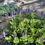 Miniatura: Plectranthus Barbartus | Suculentas