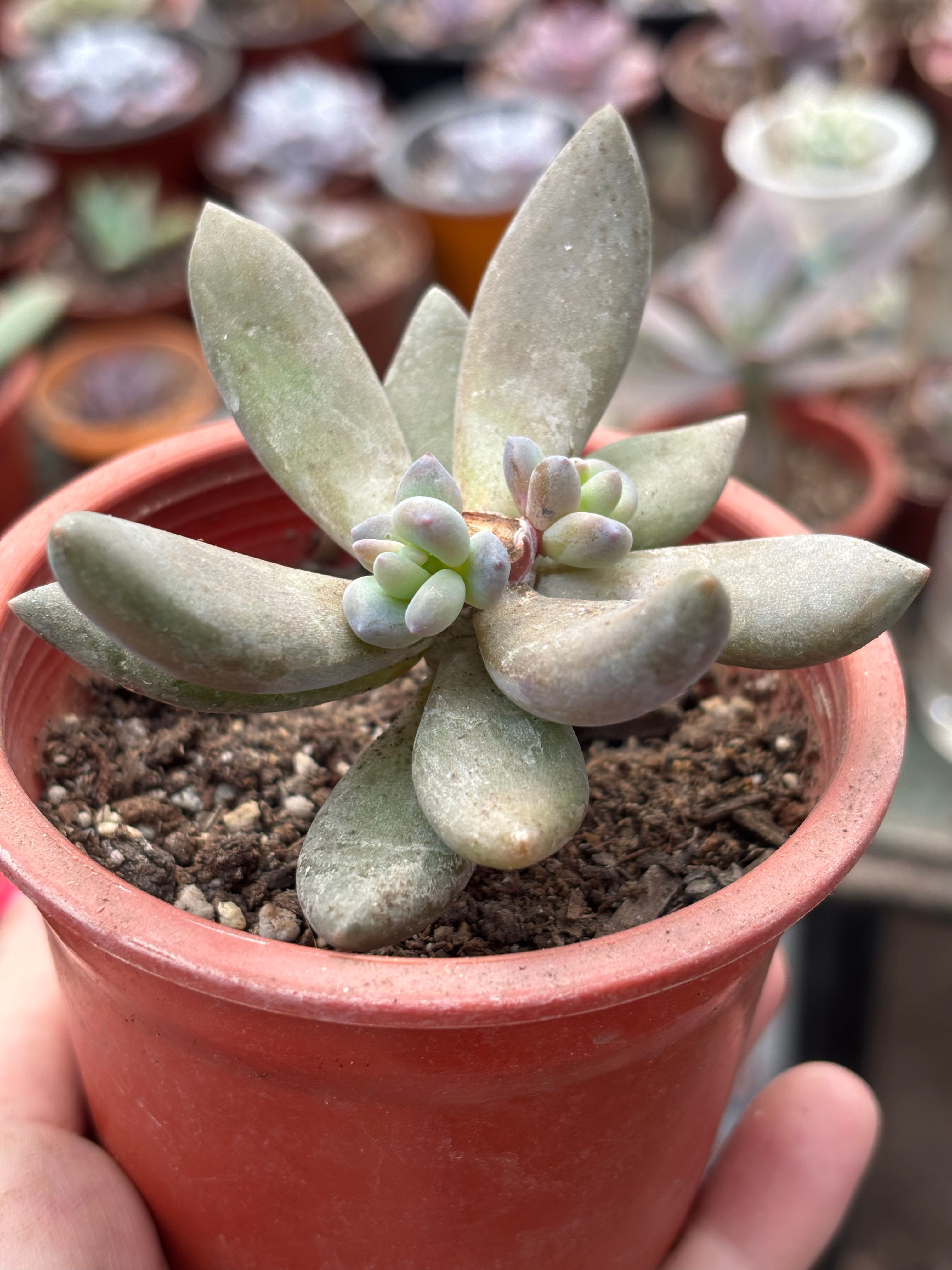 Pachyveria Blue Mist | Suculentas