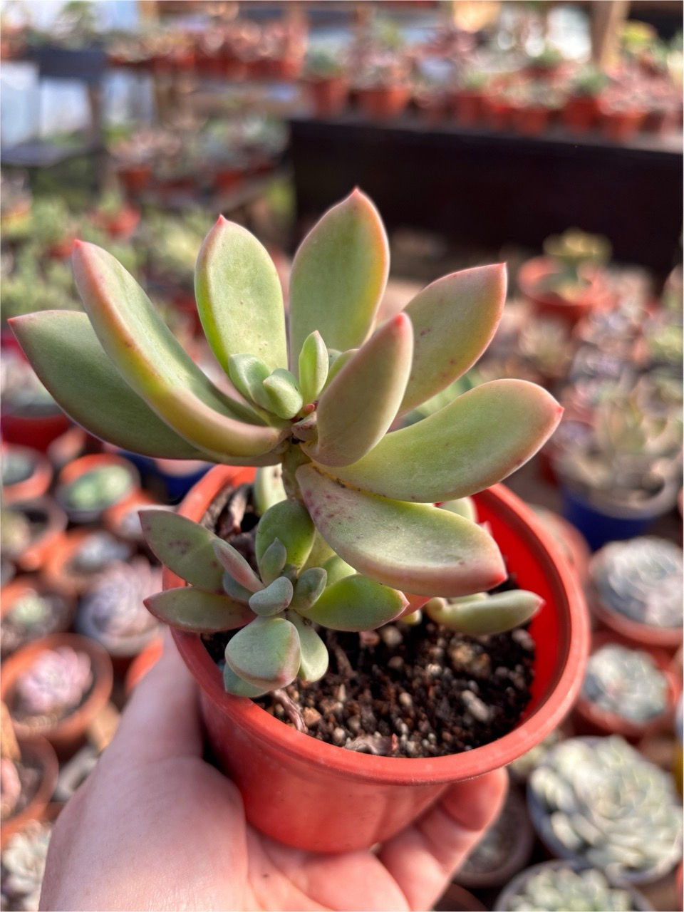 Echeveria Rezry | Suculenta 