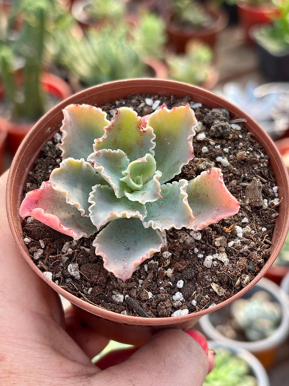 Miniatura: Echeveria Shaviana blue waves | Suculentas 