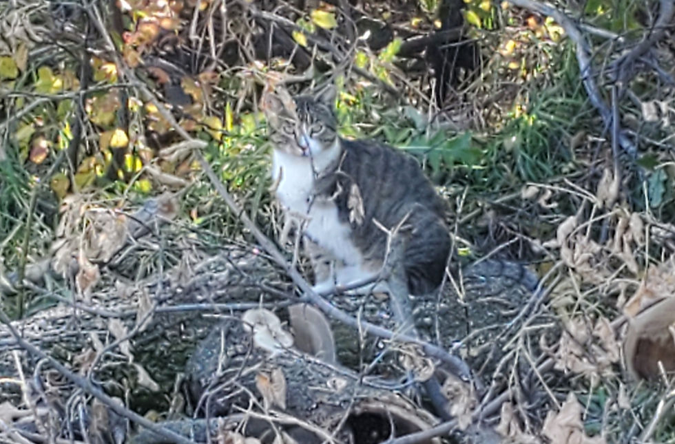 This feral cat became a friendly one as he got used to the family who shared his yard. When his leg was damaged out in the wilds, it was amputated and he continued to live a full outdoorsy lifestyle.