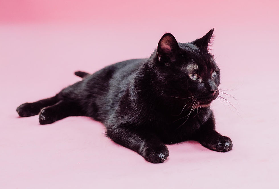 Pet Spotlight: Kenny! His sleek black coat, deep green eyes, and sweet personality make him the ideal companion. He is up for adoption and would make the perfect addition to your family.