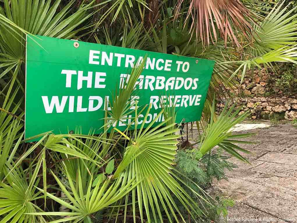 The Barbados Wildlife Reserve