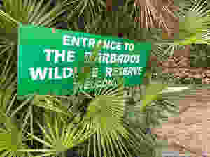 The Barbados Wildlife Reserve