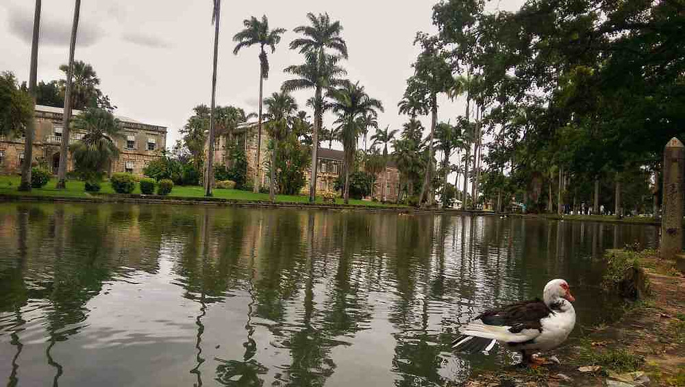ducks-at-codrington-college