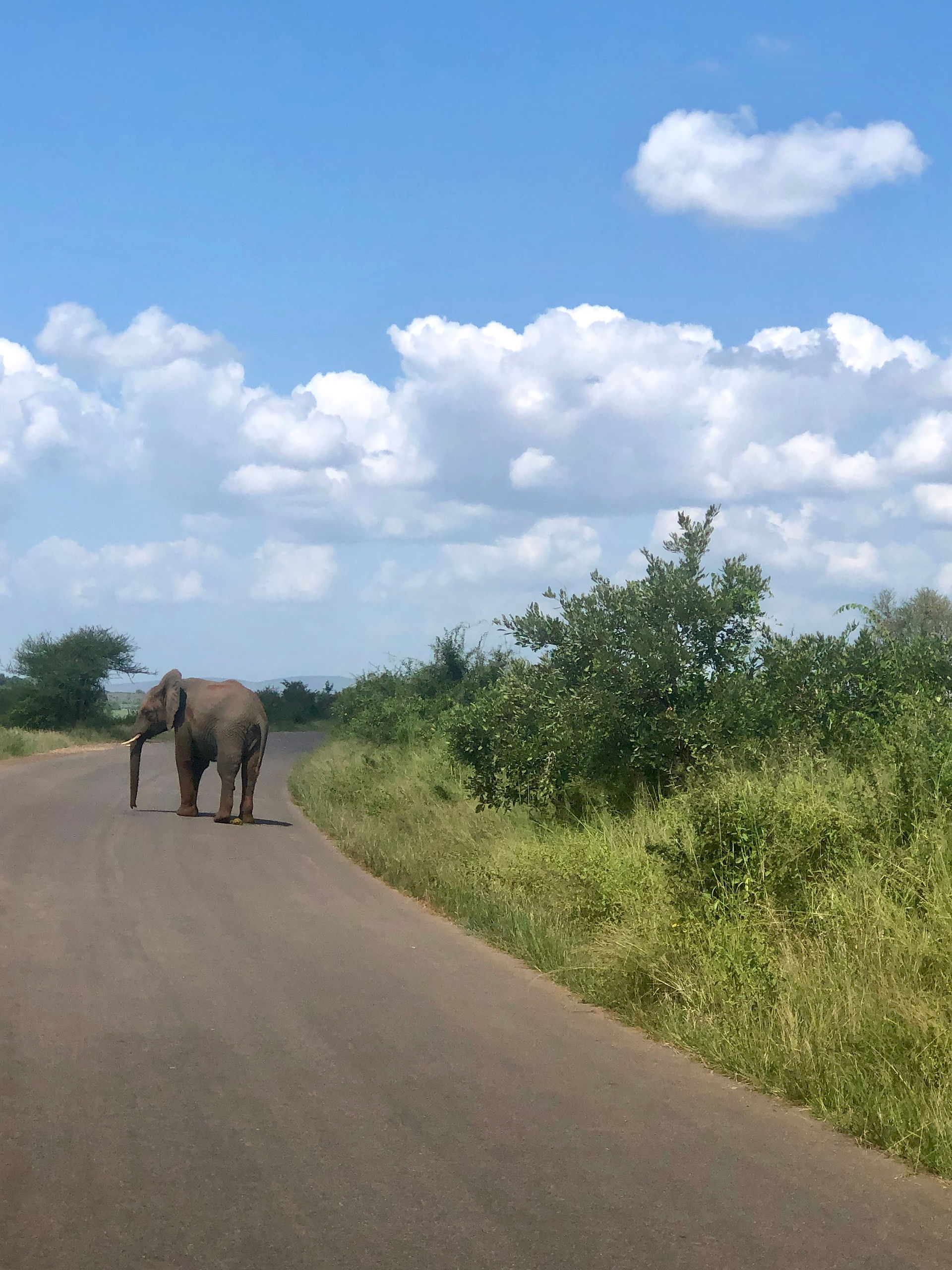 Elephant
