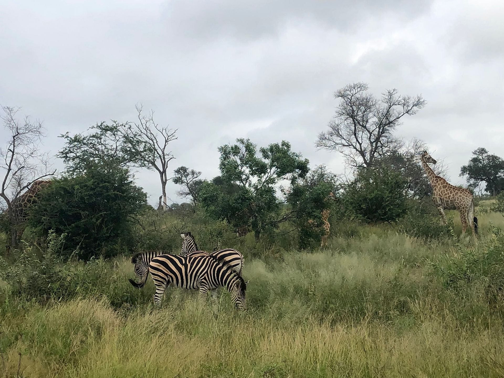Zebra and giraffes