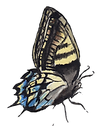 Metamorphose Momo - Stufe 6 - Schmetterling.png
