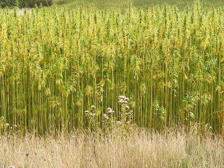 hemp-plants.jpeg