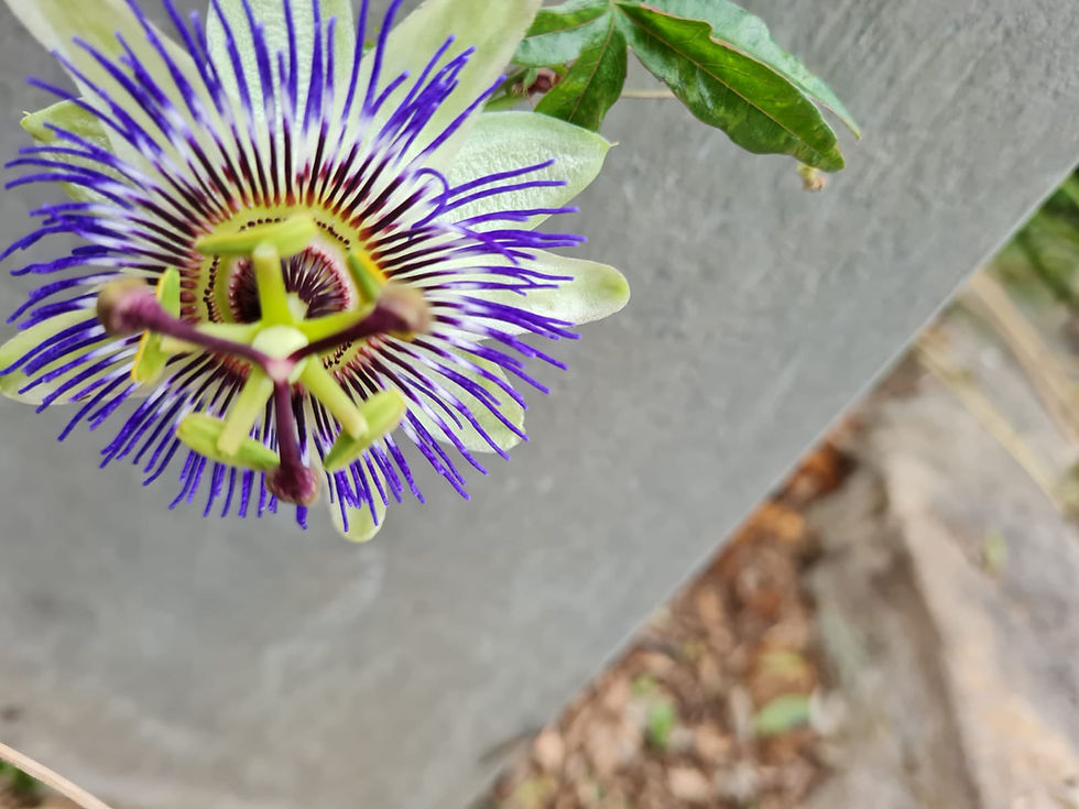 Regenerative Garden Tips for your Balcony Plants