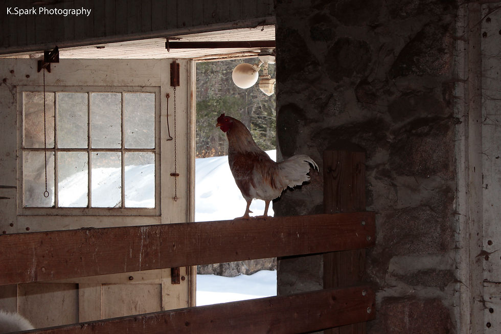 Pearson Town Farm