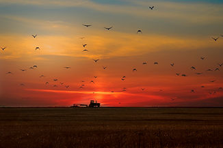 WEEK 37 Dusk to Dawn farm life .jpg