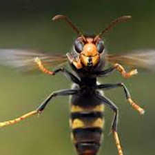 frelon.jpeg