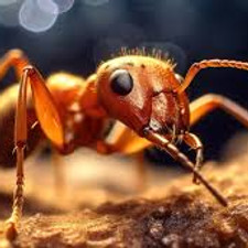 fourmis.jpeg
