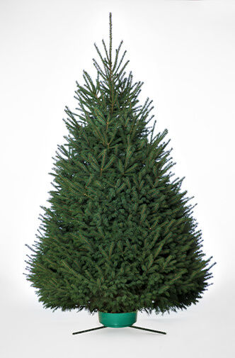 Black_Hills_Spruce