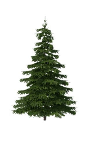 White Spruce