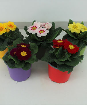 Eéntje uit ons assortiment