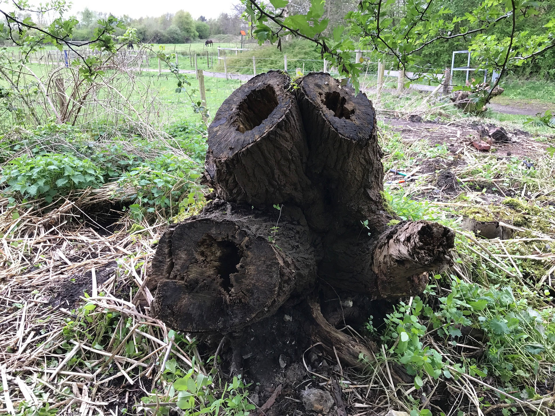 big tree trunk 2