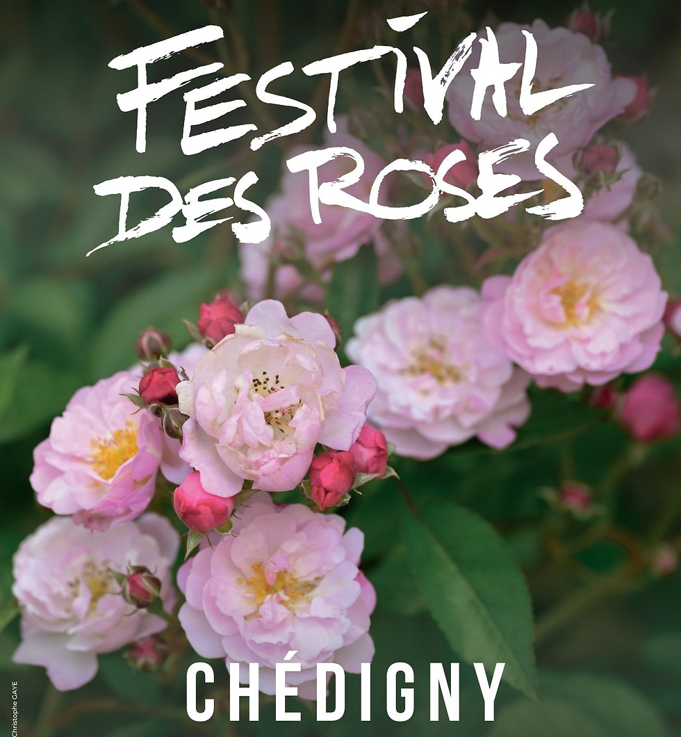Festival rose -2025.jpg