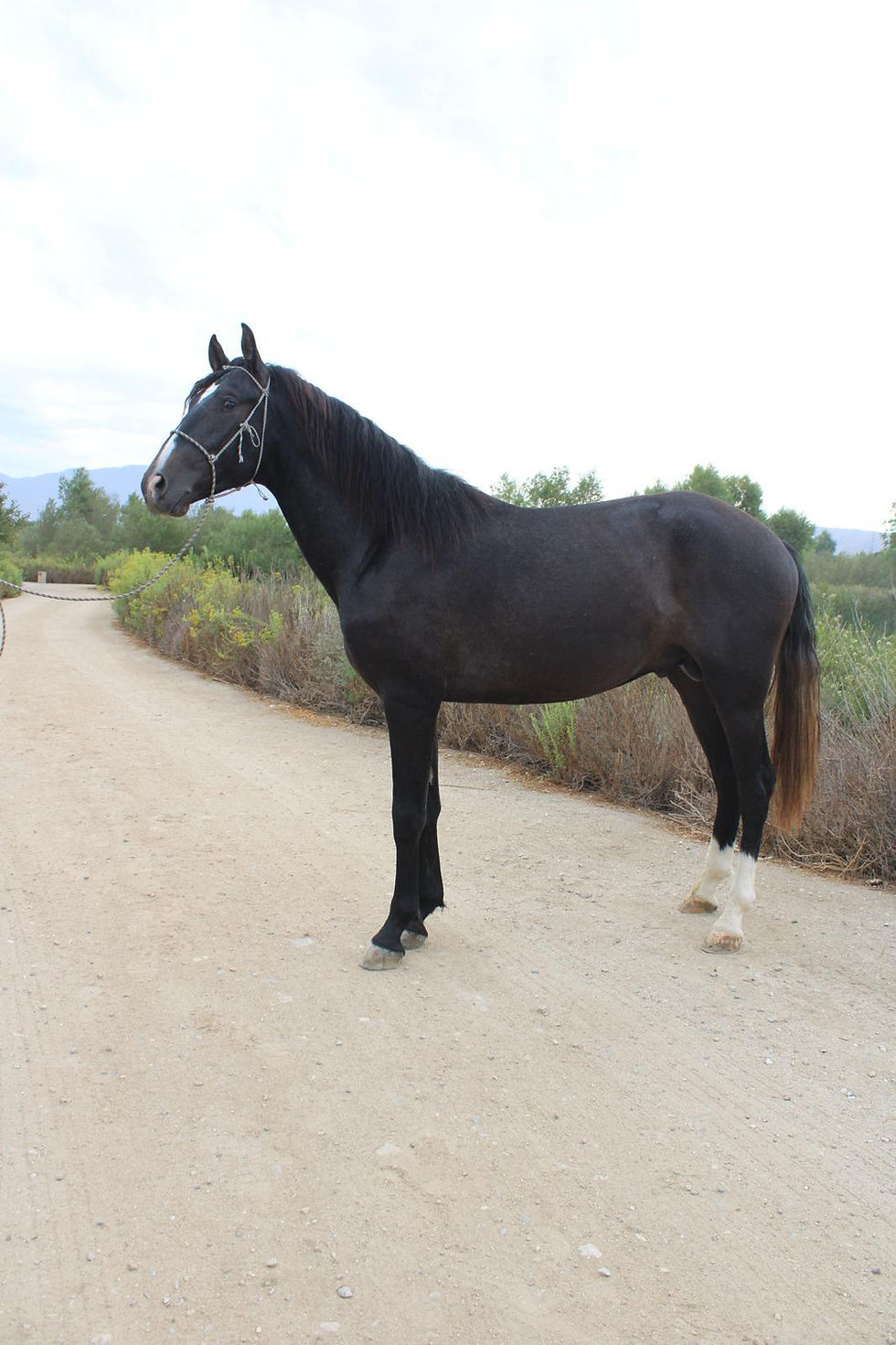 Extremo de Castellon