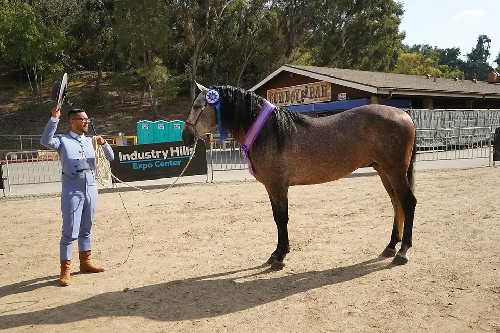 Andalusian and Warlander Sales in Riverside CA