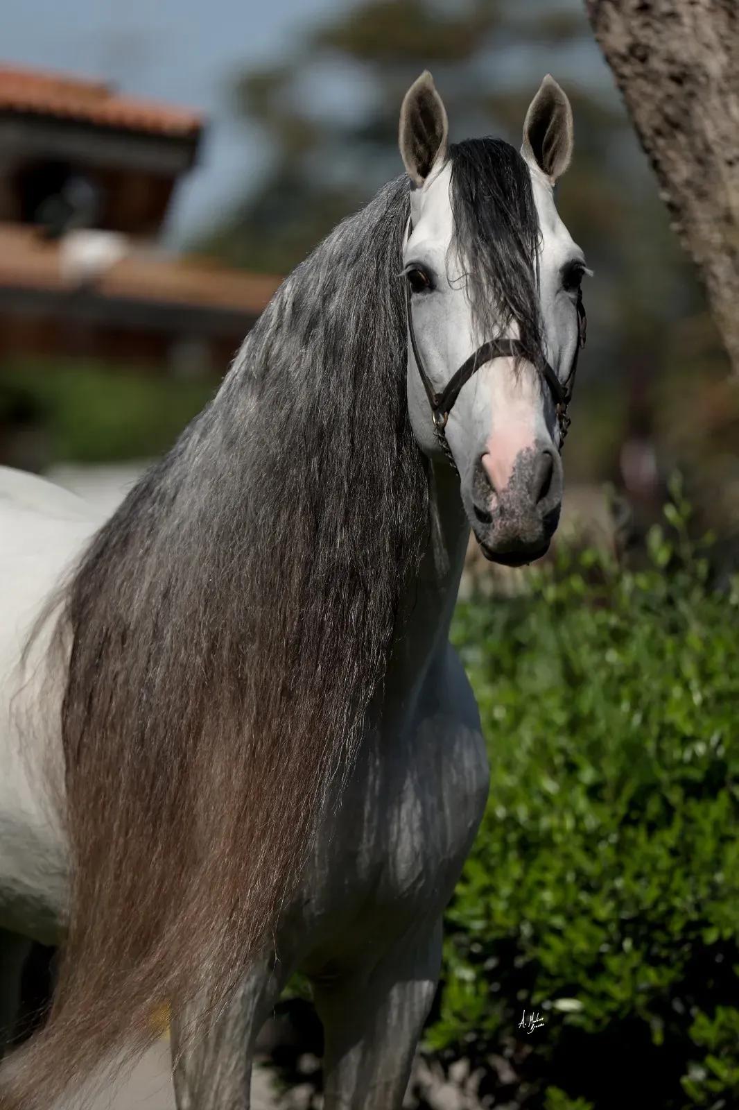 Andalusian Horses for Sale: Top Reasons to Make One Yours