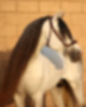 Andalusian horse in profile against a textured background, showcasing its noble character and graceful form, reflecting the legacy of White Stallion Hay & Ranch.