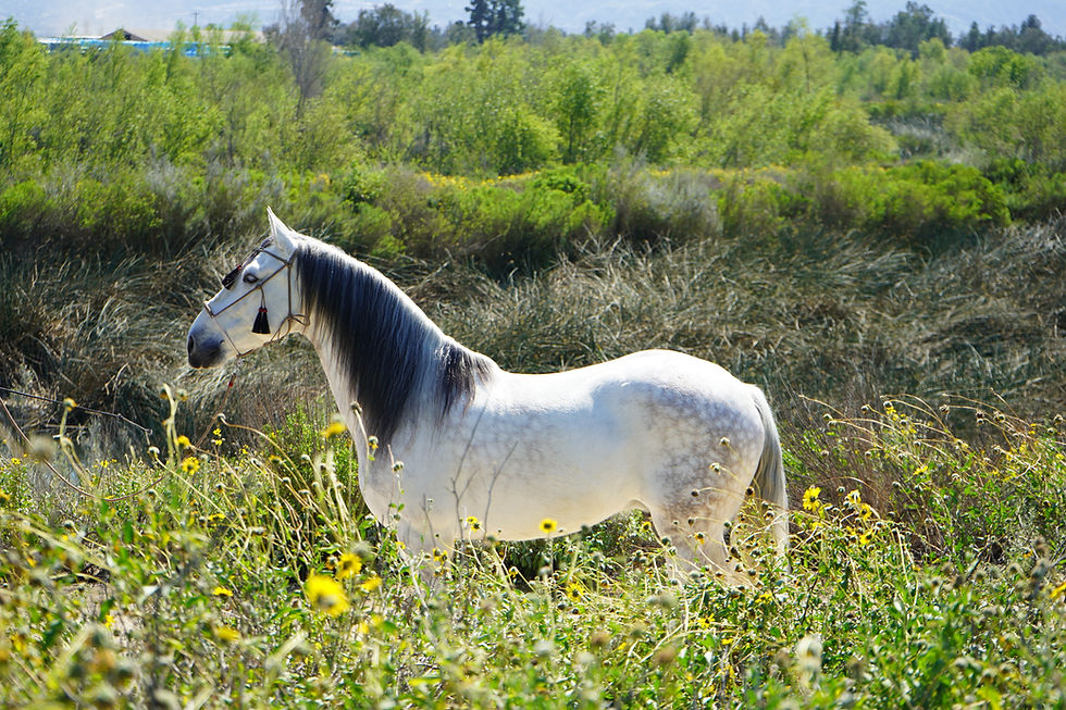 White Andalusian horse bred in California