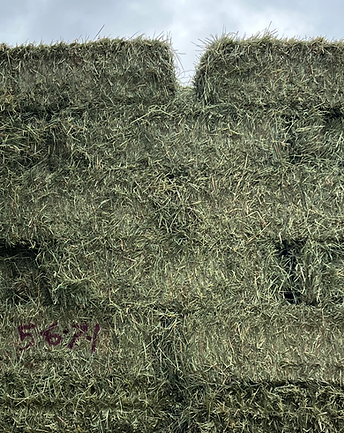 Bales of green orchard grass bales stacked, showcasing high-quality hay for horses and livestock, relevant to wholesale hay offerings by White Stallion Hay & Ranch.