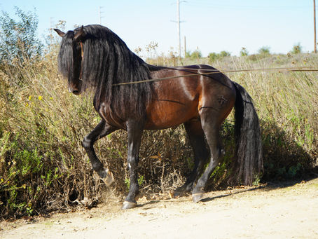 Buy Pre-Andalusian Horses: 5 Compelling Reasons