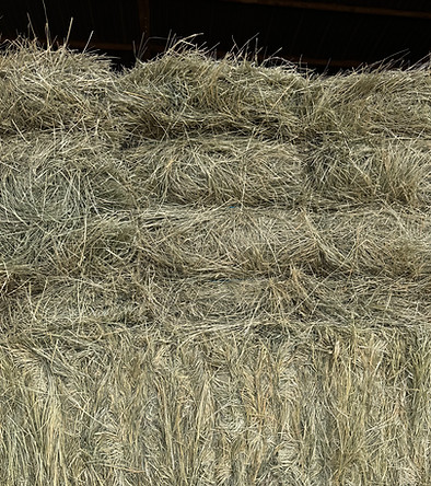 Bales of high-quality bermuda grass stacked, showcasing lush green color, relevant to wholesale hay offerings for horses and livestock.