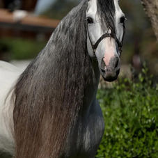 Breeding Programs for Optimal Andalusian Horses