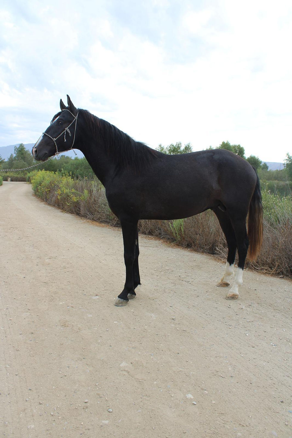 Extremo de Castellon Attentive