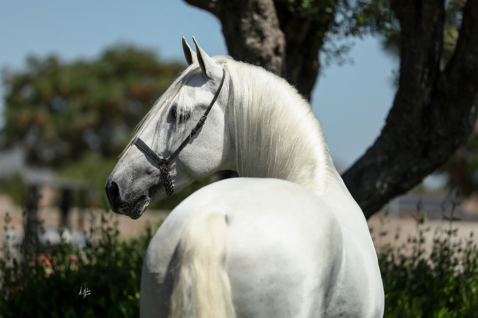 White Andalusian PRE horse with sleek mane stands near trees and bushes under a clear blue sky, exuding elegance and calmness.