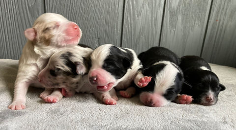 Copper x Renegade 2022