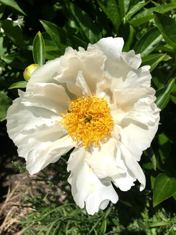 Garden Flowers
