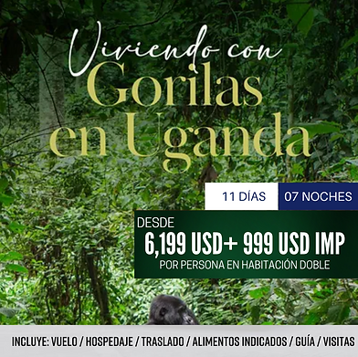 Viviendo con Gorilas en Uganda skala viajes