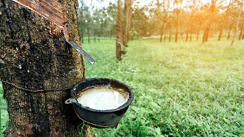 natural_rubber_tree_Peerapong_Peattayaku