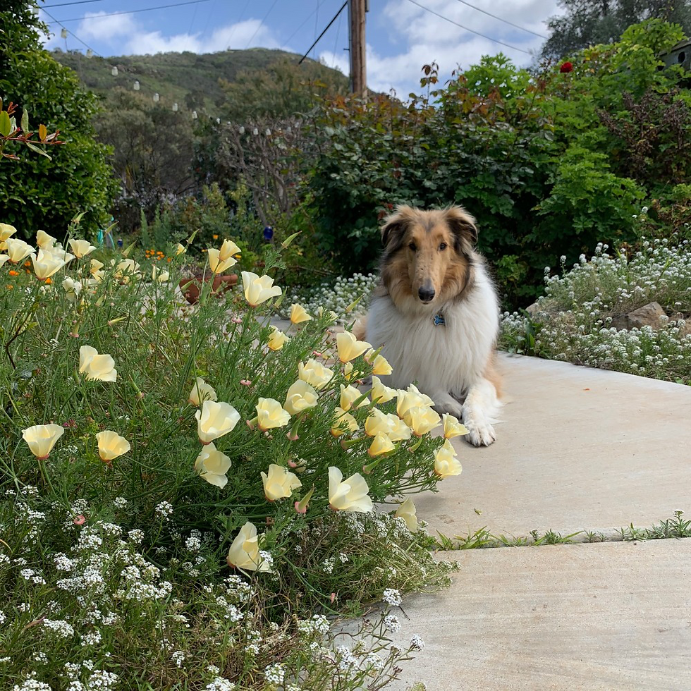One of Karen England’s collies enjoying the sunshine laying by a pale yellow, California poppy growing in her garden.