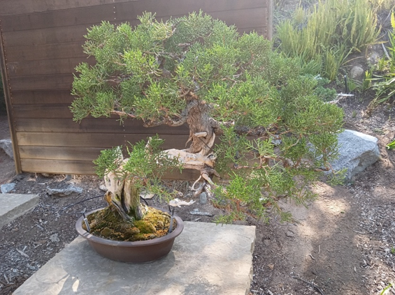 A lovely California Juniper Bosnia, age not stated. Photo by Susan Lewitt.