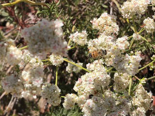 Honeybee on California Buckwheat. Photo provided by Cathy Tylka.
