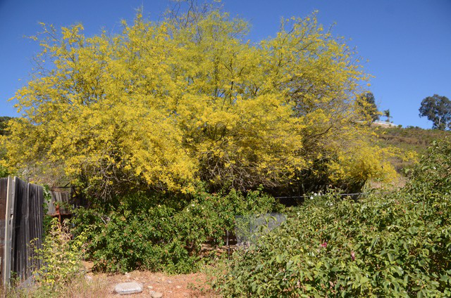 Palo Verde tree in full bloom.