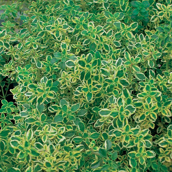 https://s3.amazonaws.com/mygardenlife.com/plant-library/full/4333_28.jpg