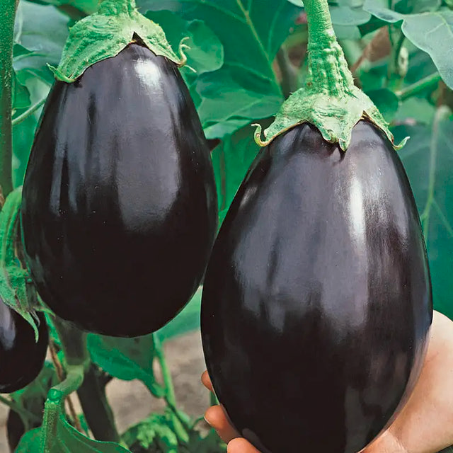 'Black Beauty' eggplant. Photo from Gurney's seed company.