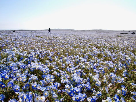 BOTANICAL ENCOUNTERS: The Atacama Desert Superbloom of 2011