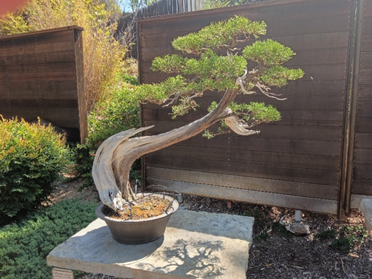 This 300- to 400-year-old California Juniper is an example of a slant style bonsai with a wide white part of deadwood known as the fin. Photo by Susan Lewitt.