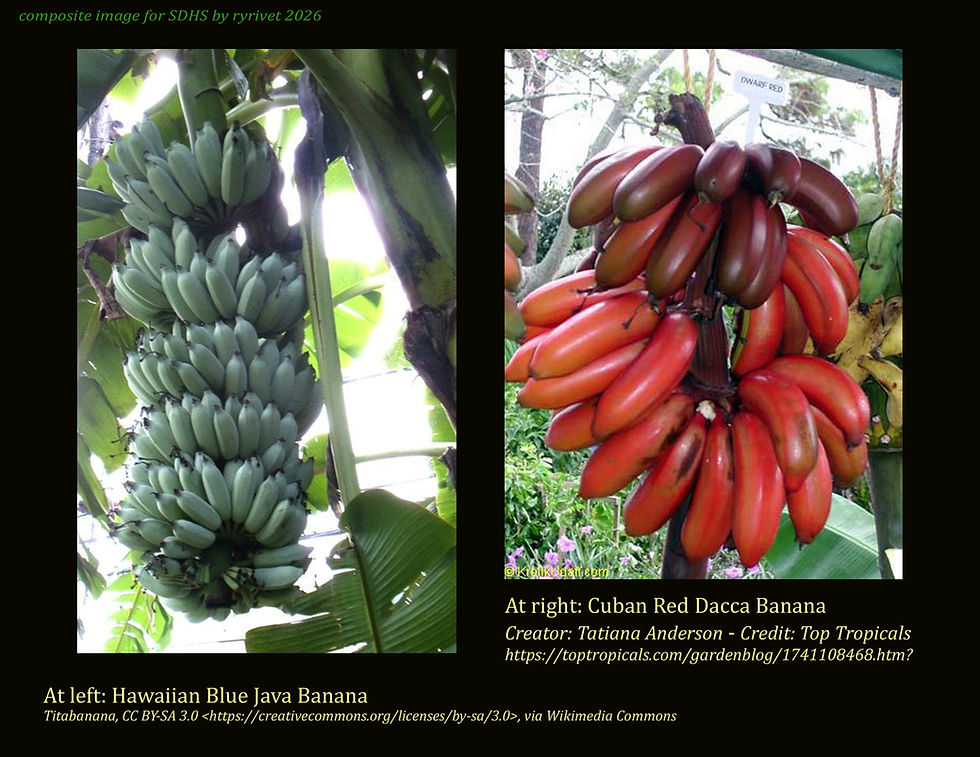 Backyard Alternatives to Cavendish.