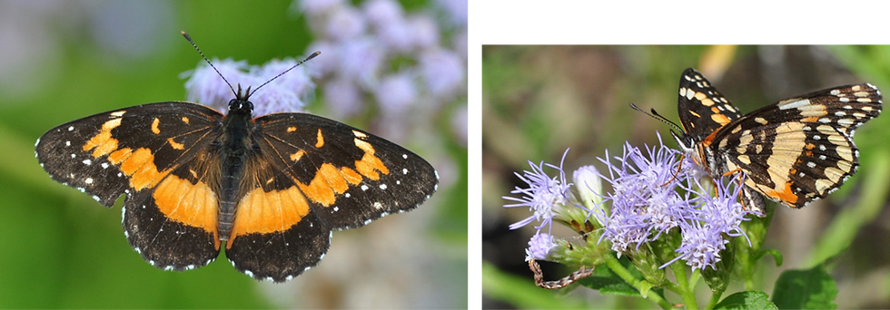 Bordered Patch butterfly. Photos by Christopher Christie, used with permission.