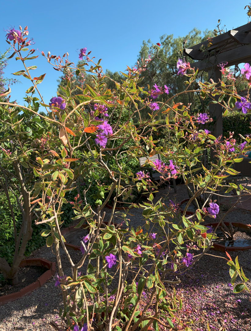 Princess flower in bloom. Photo provided by Francesca Filanc.